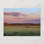 Friedliche Waldwiese Natur Postkarte (Vorderseite)