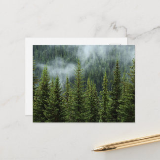 Friedliche Waldwiese Postkarte