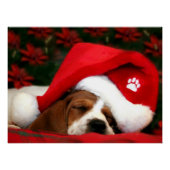 Friedliche Welpe Poster (Vorderseite)