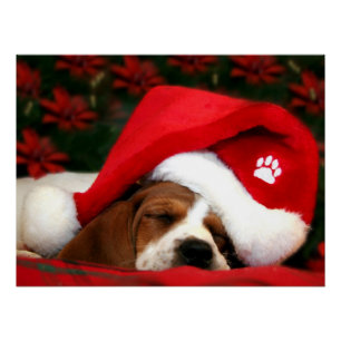 Friedliche Welpe Poster