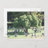 Friedlicher Baum Postkarte (Vorne/Hinten)