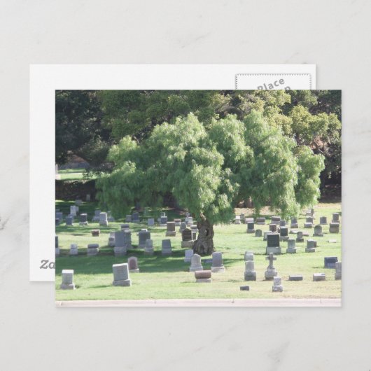 Friedlicher Baum Postkarte (Vorne/Hinten)