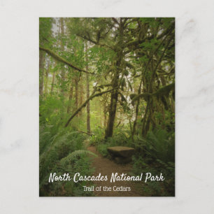 Friedlicher Grünwaldweg Washington Postkarte