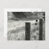 Friedlicher Moment Postkarte (Vorne/Hinten)