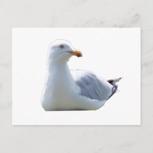 Friedlicher Möwen-Wildmoment Rustikal Natürlich Postkarte