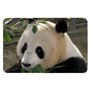 Friedlicher Panda Magnet
