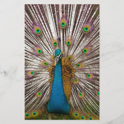 Friedlicher Pfau Briefpapier (Vorderseite)