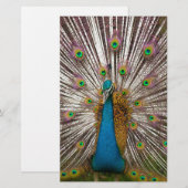 Friedlicher Pfau Briefpapier (Vorne/Hinten)
