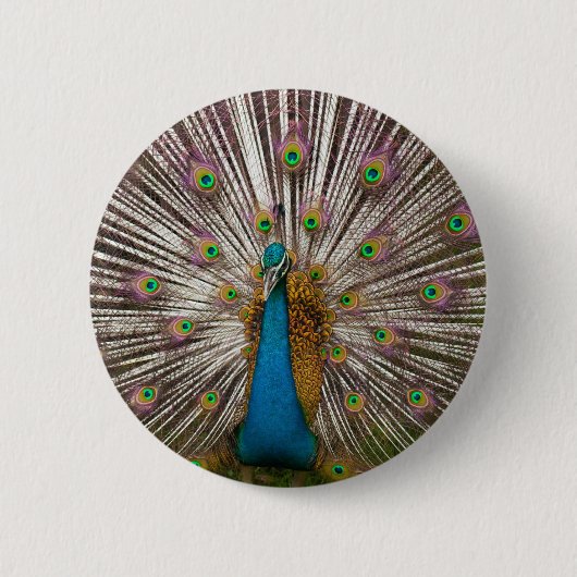 Friedlicher Pfau Button (Vorderseite)