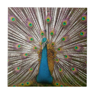 Friedlicher Pfau Fliese