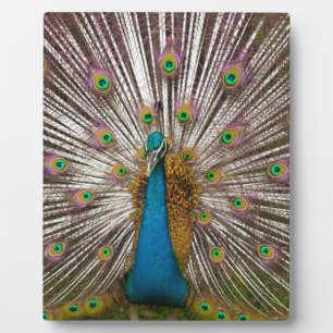 Friedlicher Pfau Fotoplatte