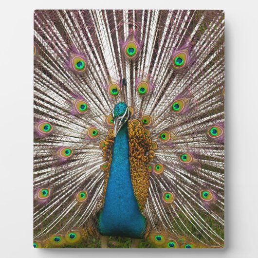 Friedlicher Pfau Fotoplatte (Vorderseite)