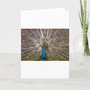 Friedlicher Pfau Karte