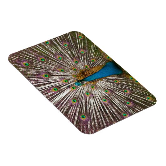Friedlicher Pfau Magnet (Rechte Seite)