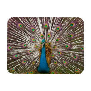 Friedlicher Pfau Magnet