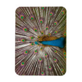 Friedlicher Pfau Magnet (Vertikal)