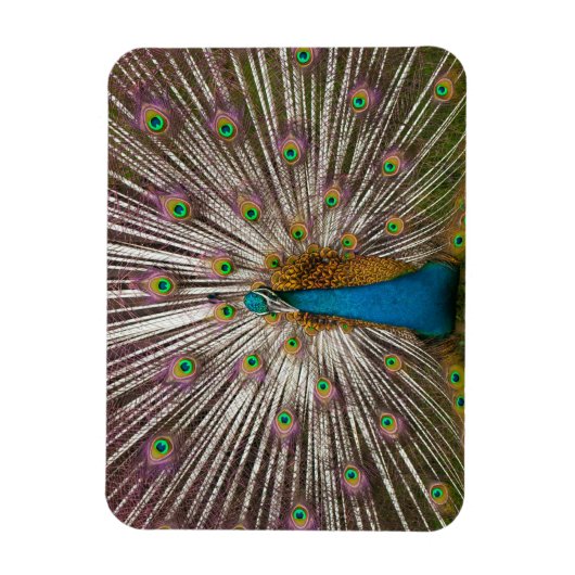 Friedlicher Pfau Magnet (Vertikal)