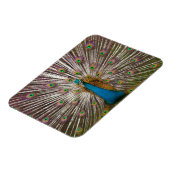Friedlicher Pfau Magnet (Linke Seite)