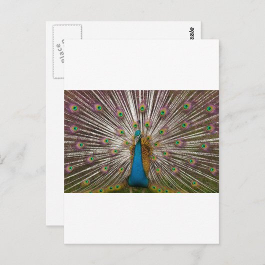 Friedlicher Pfau Postkarte (Vorne/Hinten)