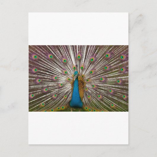 Friedlicher Pfau Postkarte (Vorderseite)