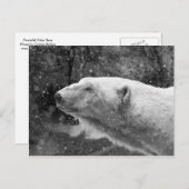 Friedlicher Polar Postkarte (Vorne/Hinten)