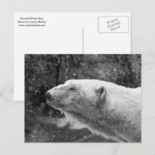 Friedlicher Polar Postkarte (Vorne/Hinten)