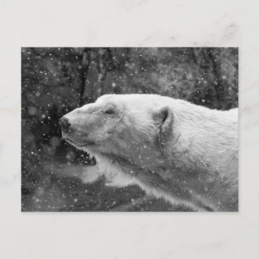 Friedlicher Polar Postkarte (Vorderseite)