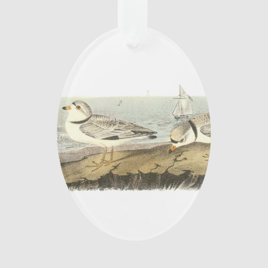 Friedlicher Regenpfeifer durch Audubon Ornament (Vorderseite)