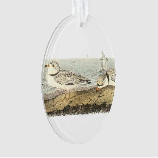 Friedlicher Regenpfeifer durch Audubon Ornament (Vorderseite)