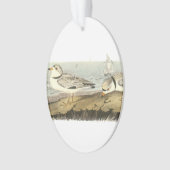Friedlicher Regenpfeifer durch Audubon Ornament (Vorderseite)