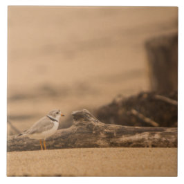 Friedlicher Regenpfeifer-große (6" X 6") Fliese