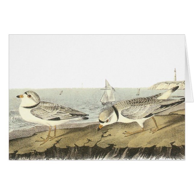 Friedlicher Regenpfeifer, John Audubon (Vorderseite (Horizontal))