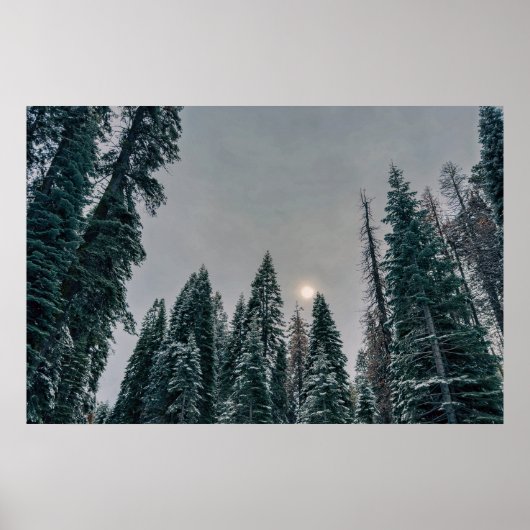 Friedlicher schneebedeckter Wald und Sonne Poster (Vorne)
