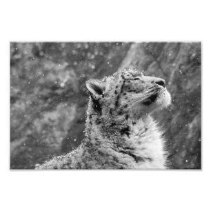 Friedlicher Schneeleopard Fotodruck