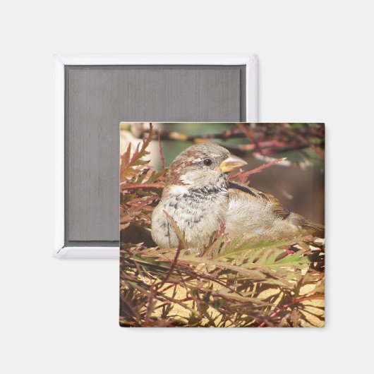 Friedlicher Sparrow Magnet (Vorderseite/Rückseite)