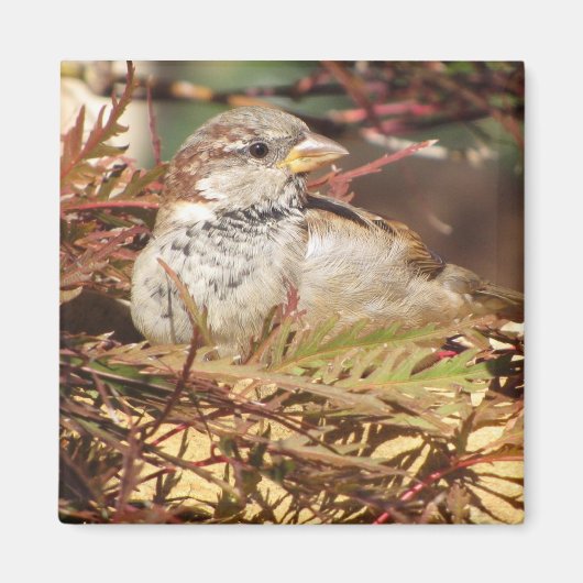 Friedlicher Sparrow Magnet (Vorne)