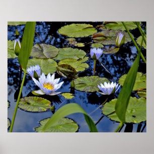 Friedlicher Teich Poster