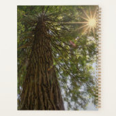 Friedlicher Wald mit goldenem Licht Planer (Rückseite)