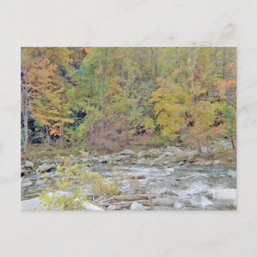 Friedliches Gebiet mitten im Wald Postkarte (Vorderseite)