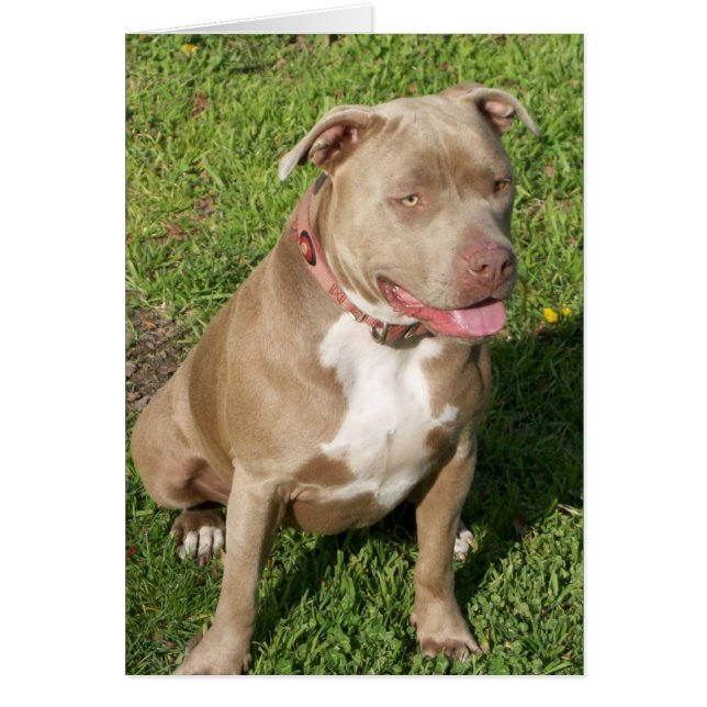 Friedliches Pitbull (Vorne)