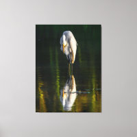 Friedliches Weißes Egret mit Reflektion