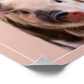 "Friend, not food" mit niedlichem Ferkel vegan Poster (Ecke)