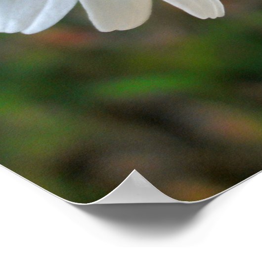 Friendly Daisy Poster (Ecke)