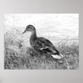 Friendly Duck Poster (Vorne)