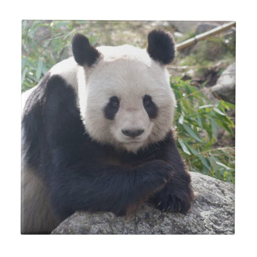 Friendly Giant Panda Fliese (Vorderseite)