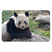 Friendly Giant Panda Magnet (Horizontal)