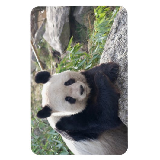 Friendly Giant Panda Magnet (Vertikal)