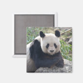 Friendly Giant Panda Magnet (Vorderseite/Rückseite)