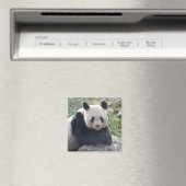 Friendly Giant Panda Magnet (In Situ (Geschirrspüler))