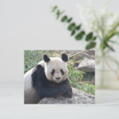 Friendly Giant Panda Postkarte (Stehend Vorderseite)